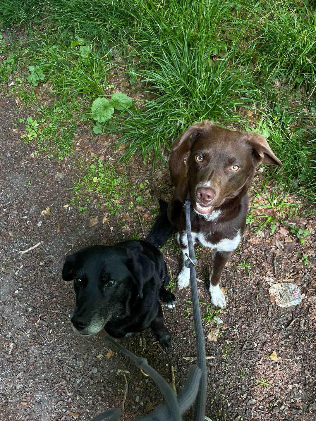 Zwei Hunde auf Waldweg - schwarzer Hund vorne, brauner Hund dahinter