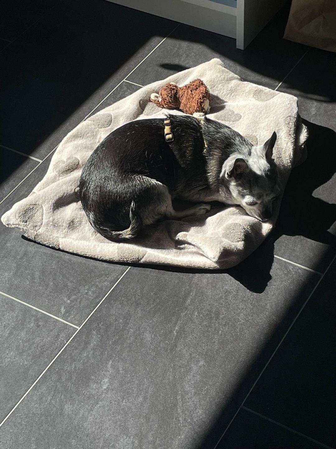 Kleiner schwarz-weißer Hund liegt auf heller Decke mit Plüschtier