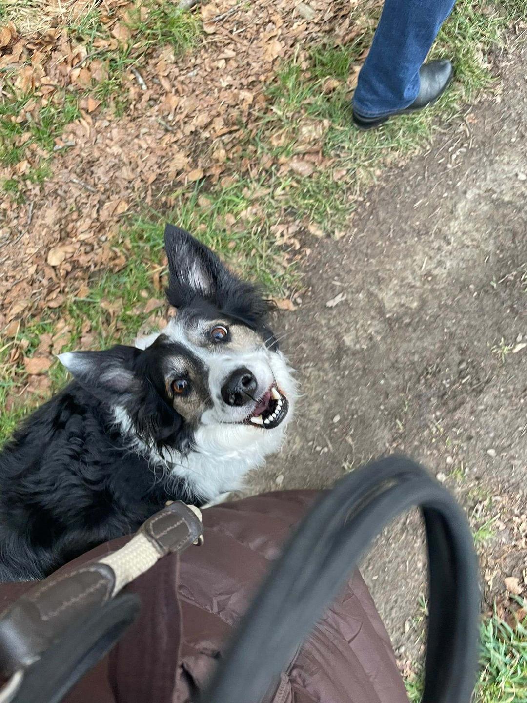 Schwarz-weißer Hund mit Stehohren blickt auf Waldweg nach oben