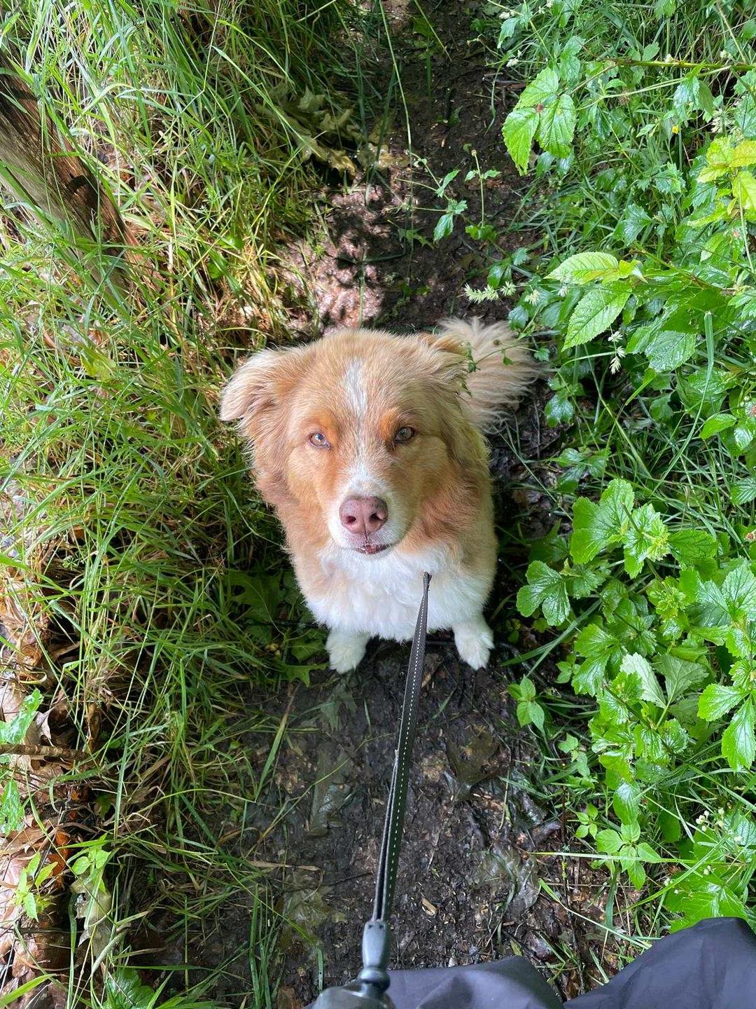 Braun-beiger Hund mit weißer Brust sitzt zwischen grünen Pflanzen