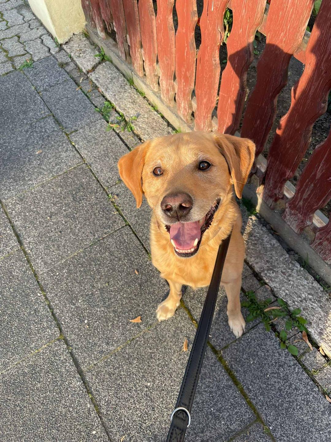 Gelber Labrador mit geöffnetem Maul schaut nach oben