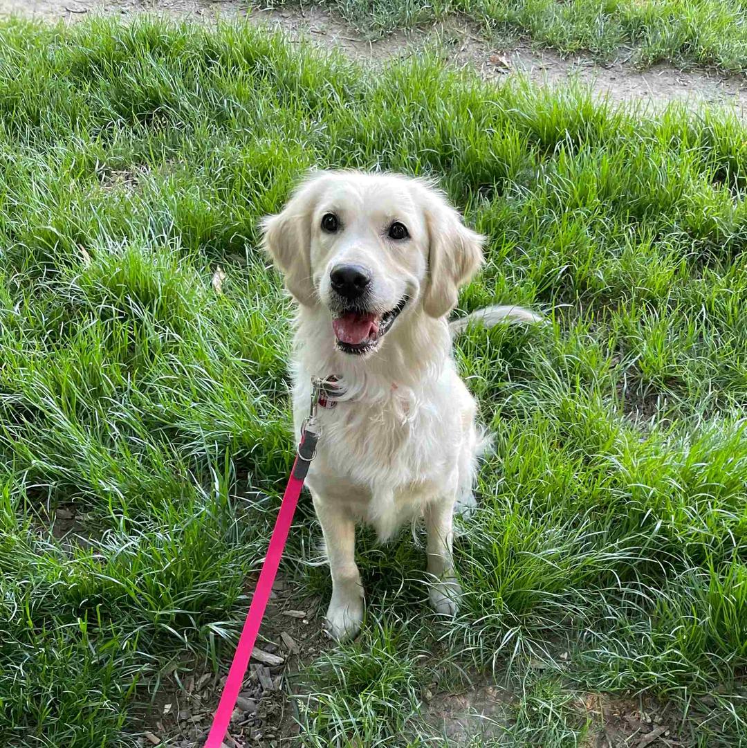 Heller Retriever sitzt im grünen Gras mit pinker Leine