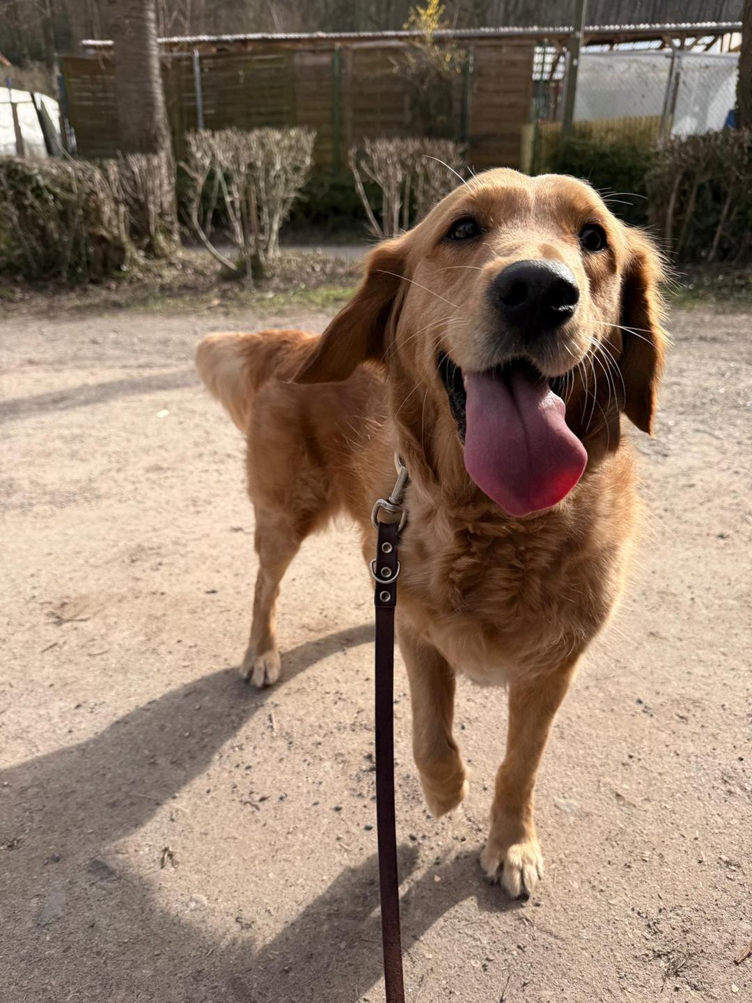 Frieda, ein liebevoll betreuter Hund